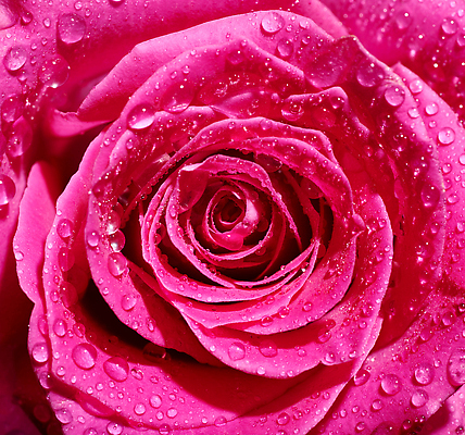 포토 JPG 해외이미지 식물 기념일 꽃잎 꽃 분홍색 컬러 꽃다발 결혼 백그라운드 잎 꽃무늬 자연 벽지 휴가 발렌타인데이 선물 사랑 사람없음 장식 빨간색 초록색 뷰티 장미 머리 정원 봄 낭만 벚꽃 흰색 축하 신선 오픈 생일 개화 다발 심볼 질감 부드러움 내추럴 고립 해외202310 해외포토 계절 감정 컨셉 무늬 데이이벤트 이벤트 신체부위 감각 생태계 파일형식