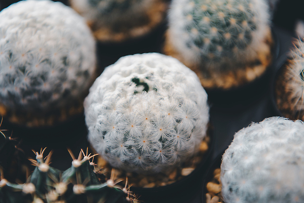 포토 JPG 해외이미지 나무 식물 계절 꽃 화초 컬러 백그라운드 꽃무늬 자연 선인장 종류 풍경 사람없음 목재 장식 초록색 컬러풀 노란색 머리 환경 정원 봄 벚꽃 가을 가시 플랫 작음 피부 질감 날카로움 뿌리 내추럴 다육식물 썩음 탈수 해외202310 해외포토 무늬 재료 신체부위 크기 생태계 파일형식