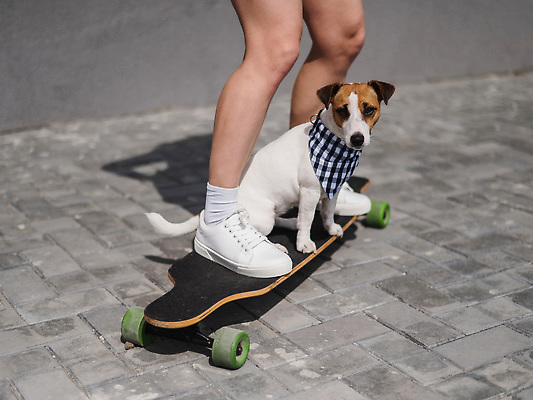 포토 JPG 해외이미지 동물 여자 행복 도로 길 스포츠 포즈 장난 포유류 자국 함께함 건강 한명 취미 야외 반려동물 햇빛 기쁨 스케이트 표현 도시 스케이트보드 개 강아지 승차 시원함 테리어 속도 주인 송곳니 기르기 동반자 페니 순혈 해외202310 해외포토 1 감정 스포츠용품 컨셉 교통시설 모션 사람 태양 동전 보드_스포츠 치아 돌봄 파일형식