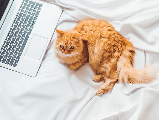 포토 JPG 해외이미지 사람없음 노트북 귀여움 고양이 이불 흰색 침대 해외202310 해외포토 컬러 가구 컨셉 포유류 침구 전자제품 반려동물 파일형식