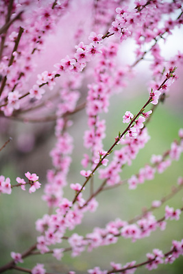 포토 JPG 해외이미지 나무 식물 계절 꽃잎 꽃 분홍색 백그라운드 꽃무늬 자연 아침 휴식 사람없음 야외 빛 햇빛 뷰티 장미 정원 보라색 고요 봄 기쁨 낭만 성장 벚꽃 흰색 나뭇가지 신선 개화 체리 원예 보케 복숭아 내추럴 2월 카피스페이스 해외202310 해외포토 주간 감정 컬러 컨셉 무늬 과일 취미 태양 공백 날짜 생태계 파일형식