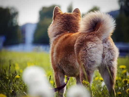 포토 JPG 해외이미지 동물 직업 행복 돈 포유류 놀이 생물 실내 사랑 미소 사람없음 야외 반려동물 뷰티 귀여움 일본 동전 아기 개 암호 강아지 소프트포커스 작음 전자 엽서 여우 솜털 순간 유래 카피스페이스 순종 해외202310 해외포토 감정 아시아 컨셉 촬영기법 표정 사람 내부 공백 재산 크기 왕 편지 파일형식