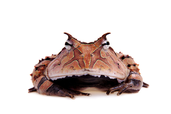 포토 JPG 해외이미지 동물 1 응시 야생동물 백그라운드 오렌지 파충류 자연 뿔 종류 개구리 양서류 사람없음 초록색 반려동물 뷰티 갈색 노란색 우주 검은색 어둠 흰색 점 화려 개 달콤 비만 싱글 생물학 공상 멸종 무거움 남쪽 아르헨티나 고립 이국적 해외202310 해외포토 시선 교육 컬러 컨셉 과일 포유류 남아메리카 무게 맛 방향 몸매 생태계 파일형식