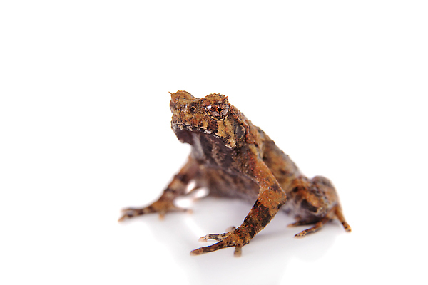 포토 JPG 해외이미지 동물 척추동물 남자 얼굴 과학 백그라운드 패턴 파충류 실내 개구리 양서류 동양인 사람없음 빨간색 우주 검은색 수중 어둠 바위 흰색 열대우림 슛 멸종 길이 고립 숨기 이국적 테마 못생김 차단 해외202310 해외포토 컬러 무늬 모션 사람 인종 내부 신체부위 돌_바위 숲 파일형식