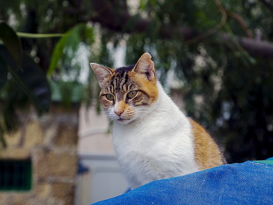 포토 JPG 해외이미지 동물 1 응시 섬 여행 백그라운드 건축양식 포유류 자연 거리 주택 털 사람없음 야외 건물 물 반려동물 뷰티 갈색 노란색 고양이 흰색 도시 작음 만족 타운 솜털 내추럴 동물상 몰타섬 옛날 해외202310 해외포토 자연요소 건축물 시선 건축 감정 컬러 조형물 크기 생태계 몰타 파일형식