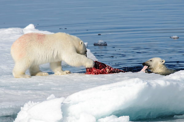 포토 JPG 해외이미지 동물 야생동물 새끼 바다 2 캐나다 겨울 장난 곰 포유류 가족 자연 놀이 엄마 털 함께함 사람없음 야외 물 글로벌 걷기 얼음 추위 흰색 아기 위험 작음 공격 북극 싸움 육식동물 봉 사냥꾼 북쪽 해외202310 해외포토 자연요소 직업 계절 컬러 컨셉 북아메리카 관계 모션 사람 크기 극지방 방향 생태계 파일형식