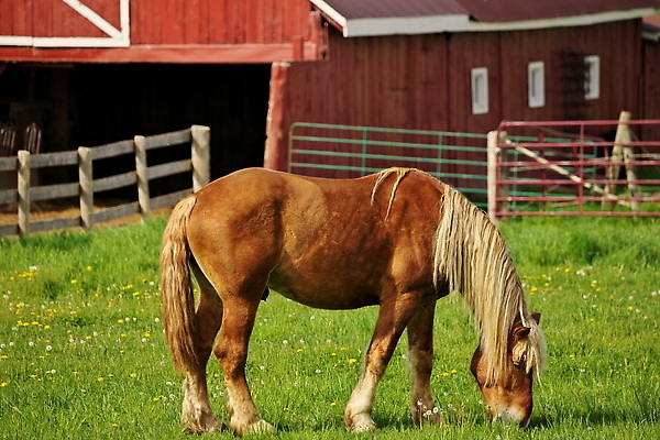 포토 JPG 해외이미지 동물 계절 남자 선 밭 포유류 자연 근육 아이슬란드 사람없음 야외 빨간색 초록색 뷰티 갈색 평화 일출 고요 일몰 봄 흐름 시골 승마 황금 방목 순수 빙하 갈기 조랑말 망아지 외양간 찰과상 해외202310 해외포토 유럽 새끼 스포츠 컬러 컨셉 농업 사람 노을 말_동물 축산업 상처 생태계 파일형식
