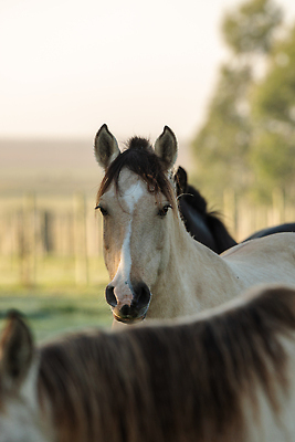 포토 JPG 해외이미지 동물 모자 전통 행복 문화 여행 밭 포유류 자연 사람 풍경 사람없음 야외 옆모습 초록색 파란색 반려동물 뷰티 농장 머리 미국 가축 목장 시골 카우보이 승차 대문 조랑말 기수 남쪽 라이더 방목장 우루과이 해외202310 해외포토 잡화 감정 뷰포인트 컬러 북아메리카 농업 모션 신체부위 문 말_동물 남아메리카 방향 생태계 파일형식
