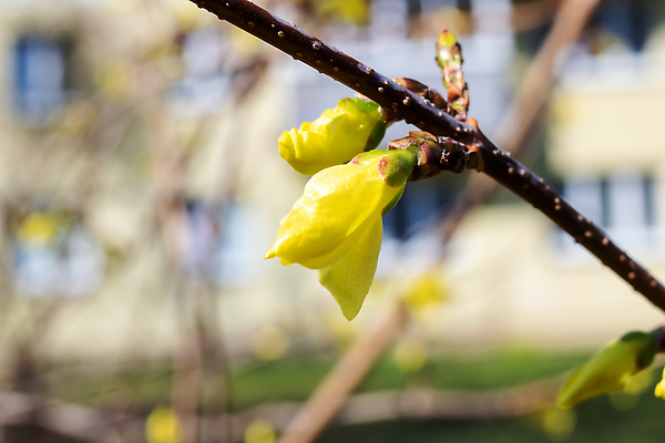 포토 JPG 해외이미지 나무 식물 계절 공원 줄기 컬러 잎 자연 새로움 사람없음 야외 목재 세로 초록색 태양 뷰티 새싹 환경 정원 맑음 봄 성장 나뭇가지 신선 개화 숲 4월 묘사 유기농 내추럴 생태학 해외202310 해외포토 자연요소 웰빙 공공시설 교육 꽃 컨셉 재료 날씨 날짜 생태계 파일형식