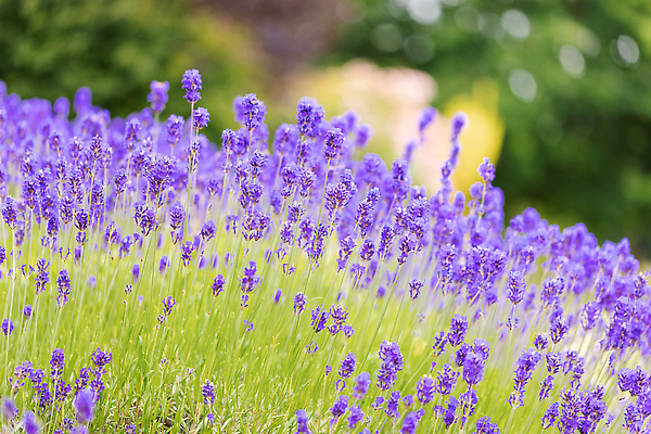포토 JPG 해외이미지 식물 꽃 컬러 여행 백그라운드 꽃무늬 밭 농업 자연 휴식 풍경 사람없음 초록색 여름 파란색 컬러풀 뷰티 농장 정원 보라색 일몰 놀람 프랑스 성장 벚꽃 시골 개화 기름 벌 허브 제비꽃 유기농 원예 향기 아로마 향 아로마테라피 라벤더 내추럴 프로방스 해외202310 해외포토 웰빙 계절 감정 유럽 산업 음식 곤충 컨셉 무늬 표정 취미 노을 생태계 냄새 테라피 파일형식