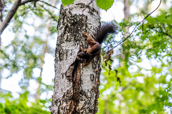 포토 JPG 해외이미지 나무 동물 1 디자인 공원 야생동물 백그라운드 잎 오렌지 장난 포유류 자연 생물 털 미술 사람없음 야외 목재 빨간색 초록색 뷰티 갈색 회색 견과류 가을 흰색 나뭇가지 아기 설치류 숲 작음 만화 모피 먹기 심볼 꼬리 다람쥐 도토리 솜털 서식지 내추럴 해외202310 해외포토 식물 계절 공공시설 컬러 과일 재료 모션 문화예술 사람 크기 생태계 파일형식