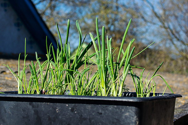포토 JPG 해외이미지 식물 음식 잎 농업 채소 재료 자연 양파 주택 건강 사람없음 초록색 상자 새싹 정원 흙 샐러드 수확 성장 신선 냄비 컨테이너 플라스틱 허브 에코 유기농 생태계 날것 국산 건강식 내추럴 땅바닥 모종 밭일 식용 영양분 채식주의자 핸드메이드 슈퍼푸드 세련 비건 해외202310 해외포토 웰빙 산업 컬러 재질 바닥 건물 환경 솥 채식 건강식품 파일형식