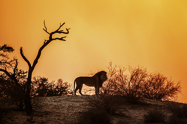 포토 JPG 해외이미지 동물 남자 야생동물 포유류 아프리카 자연 아침 흑백 파노라마 국립공원 사람없음 야외 관광지 일출 고양이 황혼 일몰 새벽 사막 황무지 보호 사자 사파리 나미비아 남아프리카 보츠와나 보호구역 칼라하리 건조기후 해외202310 해외포토 주간 자연요소 공원 나라 여행 컨셉 촬영기법 사람 반려동물 노을 생태계 구역 파일형식