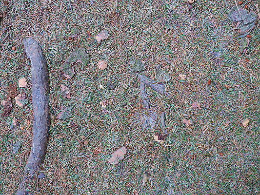 포토 JPG 해외이미지 나무 식물 계절 컬러 곤충 오렌지 자연 건조 사람없음 야외 목재 여름 노란색 쌓기 환경 카펫 회색 가을 소나무 바늘 유기농 나무껍질 가뭄 문제 침엽수 원뿔 거짓말 부스러기 가문비나무 해외202310 해외포토 도형 동물 웰빙 과일 재료 모션 날씨 껍질 도구 생태계 파일형식