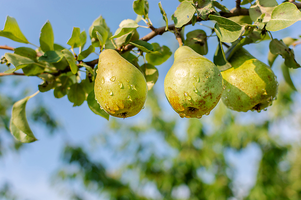 포토 JPG 해외이미지 식물 음식 백그라운드 잎 농업 과일 하늘 매달리기 건강 사람없음 초록색 물 파란색 농작물 햇빛 뷰티 농장 정원 맑음 젖음 수확 성장 물방울 나뭇가지 신선 달콤 떨어짐 이슬 과수원 빗방울 유기농 원예 날것 내추럴 다육식물 숙성 채식주의자 맛있는 해외202310 해외포토 자연요소 나무 웰빙 산업 컬러 컨셉 모션 날씨 취미 태양 비_날씨 맛 채식 파일형식