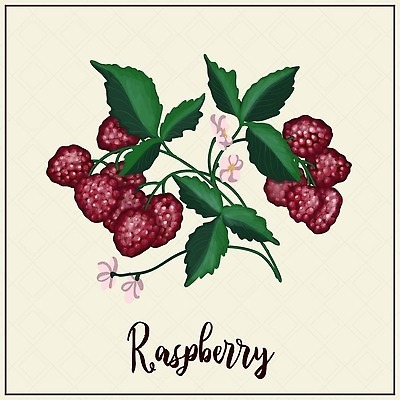 EPS 해외이미지 디자인 배너 열매 음식 컬러 백그라운드 잎 다이어트 과일 일러스트 재료 디저트 건강 미술 빨간색 초록색 여름 농장 흰색 신선 달콤 맛 잼 스케치 수집 그림 유기농 산딸기 패키지 비타민 내추럴 고립 숙성 이국적 채식주의자 벡터 디톡스 국경 해외202310 해외일러스트 식물 웰빙 계절 컨셉 농업 문화예술 소스_음식 채식 영양소 파일형식