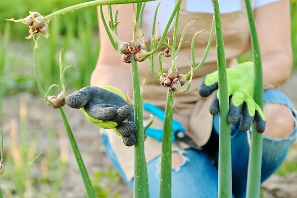 포토 JPG 해외이미지 식물 라이프스타일 손 계절 음식 잎 밭 농업 채소 전구 자연 양파 건강 한명 취미 야외 초록색 농작물 농장 농경지 정원 농사 봄 수확 성장 시골 신선 농부 다발 수집 유기농 원예 날것 뿌리 내추럴 땅바닥 밭일 숙성 원예사 줄서기 채식주의자 해외202310 해외포토 직업 1 웰빙 산업 컬러 모션 바닥 사람 생활 신체부위 생태계 채식 파일형식