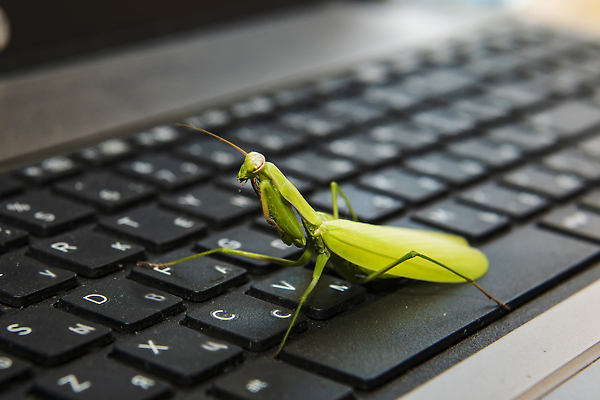 포토 JPG 해외이미지 동물 야생동물 곤충 자연 무척추동물 안테나 사람없음 초록색 흰색 기도 벌레 흰배경 육식동물 메뚜기 고립 해외202310 해외포토 컬러 백그라운드 통신 생태계 파일형식