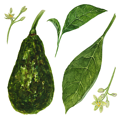 포토 JPG 해외이미지 잎 씨앗 사람없음 껍질 손그림 아보카도 아보카도꽃 해외202310 해외포토 식물 꽃 과일 파일형식