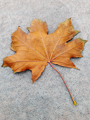 포토 JPG 해외이미지 식물 1 계절 공원 컬러 잎 자연 벽지 아침 건조 사람없음 야외 그래픽 노란색 회색 가을 황금 정사각형 시멘트 내추럴 해외202310 해외포토 주간 도형 공공시설 생태계 파일형식
