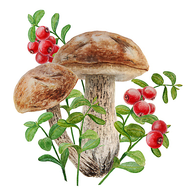 JPG 해외이미지 열매 일러스트 사람없음 갈색 버섯 풀잎 해외202310 해외일러스트 식물 컬러 잎 풀_식물 파일형식