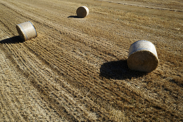 포토 JPG 해외이미지 계절 음식 밭 농업 건조 풍경 사람없음 야외 여름 농작물 농장 노란색 쌓기 수확 시골 볏짚 먹이 롤 밀짚 내추럴 해외202310 해외포토 산업 컬러 모션 짚 파일형식