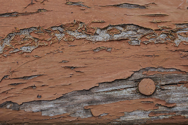 포토 JPG 해외이미지 나무 디자인 벽 컬러 백그라운드 패턴 자연 벽지 표면 날씨 추상 바닥 사람없음 목재 울타리 갈색 페인트 손상 수확 골동품 시골 소나무 판넬 거친 널 낟알 묘사 질감 복고 나무껍질 내추럴 구식 그런지 수목 옛날 해외202310 해외포토 식물 컨셉 무늬 농업 재료 담장 껍질 생태계 파일형식