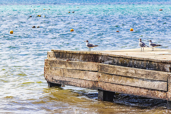 포토 JPG 해외이미지 동물 야생동물 바다 섬 여행 백그라운드 날개 자연 갈매기 조류 하늘 멕시코 사람없음 야외 목재 물 여름 뷰티 평화 항구 검은색 자유 흰색 펠리컨 깃털 방파제 부리 포트 유카탄 이국적 터키석 해외202310 해외포토 자연요소 나무 계절 공공시설 컬러 컨셉 북아메리카 재료 교통시설 보석 생태계 파일형식