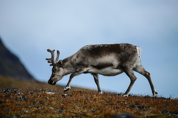 포토 JPG 해외이미지 동물 야생동물 여행 백그라운드 겨울 포유류 자연 사슴 뿔 노르웨이 핀란드 사람없음 야외 파란색 흰색 북극 북쪽 알래스카 내추럴 그린란드 순록 스칸디나비아 해외202310 해외포토 계절 유럽 컬러 섬 북유럽 덴마크 미국 극지방 방향 생태계 파일형식