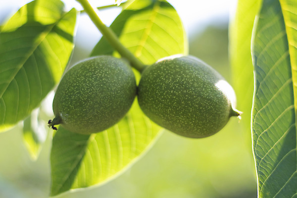 포토 JPG 해외이미지 나무 식물 계절 음식 잎 농업 재료 자연 건강 종류 사람없음 초록색 농작물 농장 정원 견과류 수확 성장 껍질 나뭇가지 신선 그룹 유기농 알맹이 날것 호두 건강식 내추럴 밭일 숙성 채식주의자 비건 해외202310 해외포토 웰빙 산업 컬러 생태계 채식 파일형식