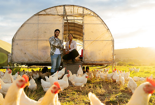 포토 JPG 해외이미지 주간 전신 라이프스타일 여자 남자 여러마리 서기 앉기 성인 야외 두명 앞모습 농장 팔짱 닭 축산업 농부 비닐하우스 전원생활 양계장 성인만 해외202310 해외포토 자연요소 직업 산업 뷰포인트 다수 농업 모션 조류 사람 생활 파일형식