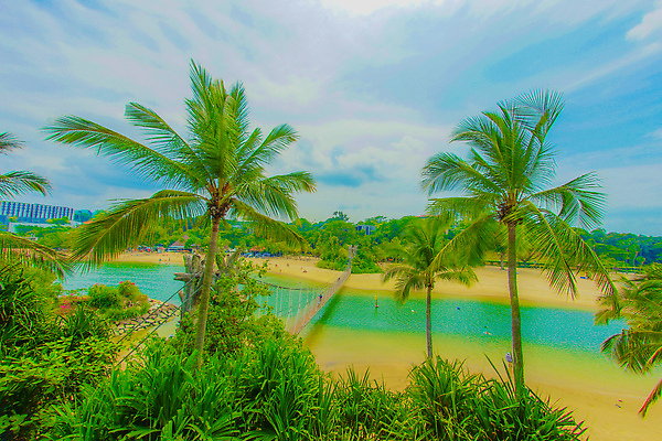 포토 JPG 해외이미지 나무 아시아 하늘 사람없음 목재 야자수 동남아시아 싱가폴 해외202310 해외포토 식물 나라 재료 파일형식