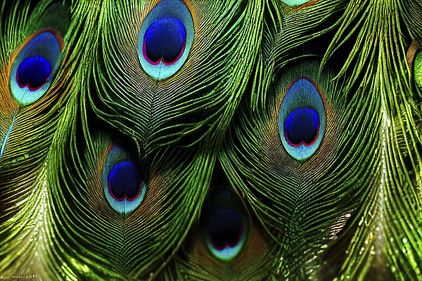 포토 JPG 해외이미지 동물 디자인 야생동물 컬러 백그라운드 패턴 자연 조류 추상 사람없음 초록색 파란색 컬러풀 뷰티 황금 우아함 닫기 공작 깃털 묘사 질감 꼬리 내추럴 이국적 터키석 해외202310 해외포토 컨셉 무늬 모션 보석 생태계 파일형식