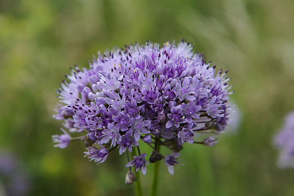 포토 JPG 해외이미지 식물 꽃잎 꽃 분홍색 잎 꽃무늬 자연 사람없음 여름 파란색 뷰티 정원 보라색 봄 벚꽃 개화 제비꽃 수국 라일락 해외202310 해외포토 계절 컬러 무늬 생태계 파일형식