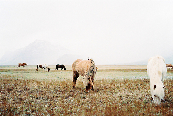 포토 JPG 해외이미지 동물 야생동물 벽지 하늘 산 아이슬란드 잔디 사람없음 야외 농장 농경지 가축 추위 시골 군중 북쪽 동물상 뿌연 찰과상 해외202310 해외포토 식물 유럽 농업 사람 조형물 상처 방향 파일형식