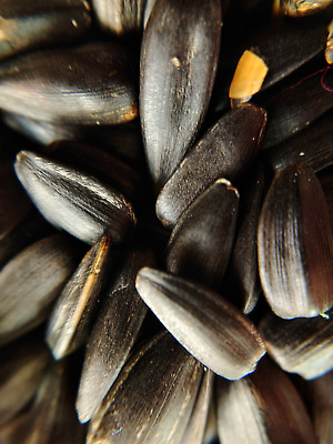 포토 JPG 해외이미지 식물 꽃 음식 조각 백그라운드 농업 채소 해바라기 건조 씨앗 사람없음 농작물 태양 쌓기 검은색 줄무늬 껍질 흰색 오픈 그룹 닫기 맛 낟알 시리얼 다발 굽기 순수 유기농 알맹이 날것 소금 흙더미 내추럴 고립 숙성 절임 짠맛 해외202310 해외포토 자연요소 웰빙 산업 컬러 컨셉 무늬 모션 흙 구이 파일형식 더미