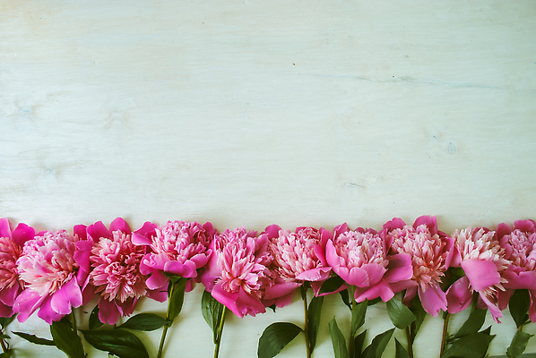 포토 JPG 해외이미지 식물 디자인 꽃잎 꽃 분홍색 컬러 꽃다발 결혼 백그라운드 잎 꽃무늬 패턴 자연 선물 사랑 사람없음 목재 장식 초록색 뷰티 장미 우주 정원 보라색 봄 낭만 수확 벚꽃 흰색 신선 신용카드 개화 다발 양동이 질감 통조림 작약 파스텔톤 해외202310 해외포토 나무 계절 감정 컨셉 무늬 농업 재료 이벤트 금융 생태계 파일형식