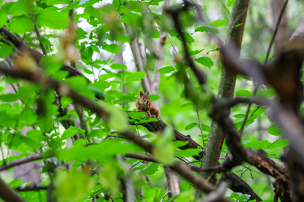 포토 JPG 해외이미지 나무 동물 1 디자인 공원 야생동물 백그라운드 잎 오렌지 장난 포유류 자연 생물 털 미술 사람없음 야외 목재 빨간색 초록색 뷰티 갈색 회색 견과류 흰색 나뭇가지 아기 설치류 숲 작음 만화 모피 먹기 심볼 꼬리 다람쥐 도토리 솜털 서식지 내추럴 해외202310 해외포토 식물 공공시설 컬러 과일 재료 모션 문화예술 사람 크기 생태계 파일형식