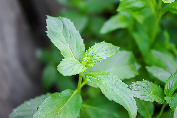 포토 JPG 해외이미지 식물 라이프스타일 디자인 음식 컬러 백그라운드 잎 패턴 농업 다이어트 채소 재료 가족 자연 양파 프레임 파슬리 건강 식이요법 요리 사람없음 목재 초록색 주방 정원 봄 샐러드 수확 신선 양념 다발 먹기 민트 허브 향신료 에코 유기농 날것 향 바질 내추럴 딜 채식주의자 카피스페이스 해외202310 해외포토 나무 웰빙 계절 산업 무늬 관계 모션 생활 환경 공백 생태계 채식 향미료 파일형식