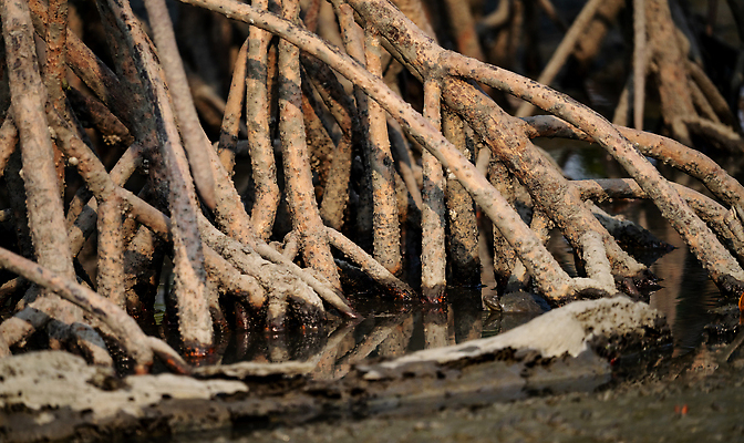 포토 JPG 해외이미지 나무 식물 바다 줄기 자연 안테나 사람없음 물 여름 파란색 농장 환경 다양 시골 호흡 습지 숲 땅 생태계 뿌리 시스템 유지 내추럴 배기가스 생태학 이산화탄소 지원 탄소 해외202310 해외포토 자연요소 계절 교육 컬러 다수 농업 통신 파일형식