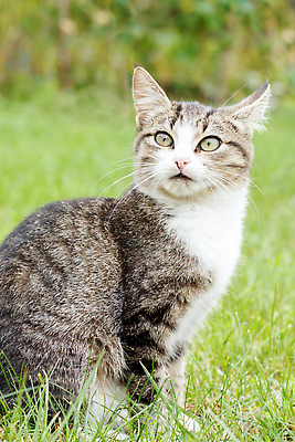 포토 JPG 해외이미지 동물 응시 얼굴 포즈 백그라운드 밭 자연 털 사람없음 야외 초록색 반려동물 정원 고양이 회색 흰색 달콤 작음 얼룩무늬 내추럴 해외202310 해외포토 시선 컬러 무늬 농업 포유류 신체부위 맛 크기 생태계 파일형식