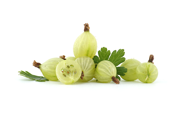 포토 JPG 해외이미지 식물 계절 열매 음식 백그라운드 잎 다이어트 과일 재료 자연 디저트 건강 사람없음 초록색 여름 정원 수확 흰색 신선 그룹 달콤 맛 상쾌 유기농 날것 비타민 내추럴 고립 구스베리 숙성 채식주의자 맛있는 해외202310 해외포토 웰빙 감정 컬러 컨셉 농업 생태계 채식 영양소 파일형식