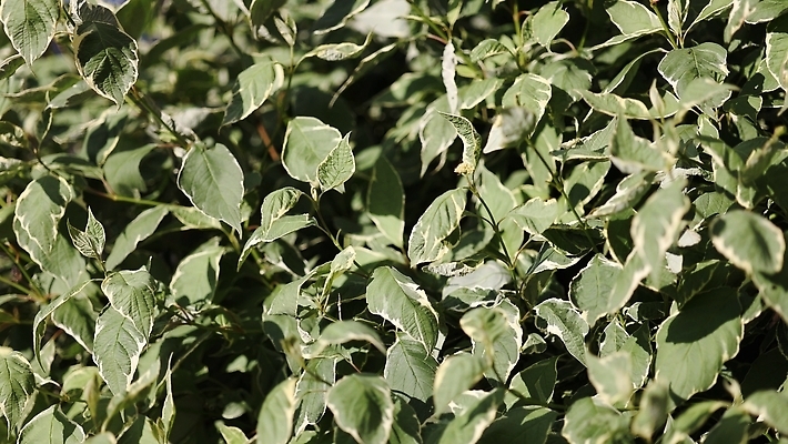 포토 JPG 해외이미지 나무 식물 꽃 잎 자연 사람없음 야외 초록색 정원 봄 흰색 닫기 해외202310 해외포토 계절 컬러 모션 생태계 파일형식