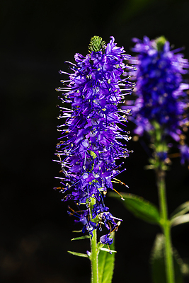 포토 JPG 해외이미지 꽃 분홍색 나비 백그라운드 추상 풍경 사람없음 장식 여름 햇빛 뷰티 정원 보라색 벚꽃 개화 닫기 질감 스파이크 해외202310 해외포토 식물 계절 컬러 곤충 무늬 모션 태양 파일형식
