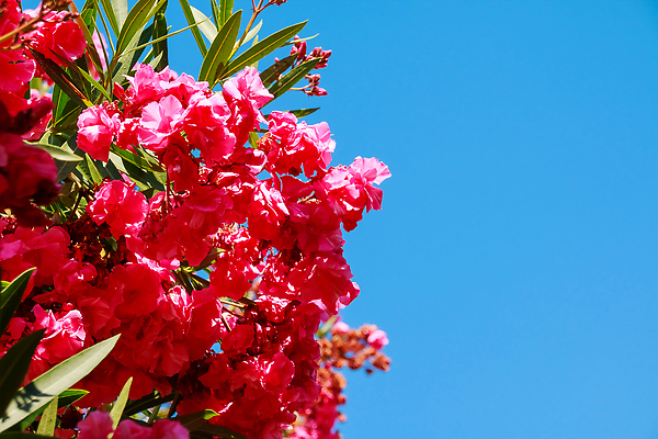 포토 JPG 해외이미지 나무 식물 계절 꽃잎 꽃 문화 분홍색 컬러 백그라운드 잎 꽃무늬 자연 하늘 휴가 기술 사람없음 야외 장식 빨간색 초록색 파란색 컬러풀 햇빛 뷰티 정원 보라색 봄 활발 벚꽃 흰색 나뭇가지 신선 개화 지중해 내추럴 해외202310 해외포토 바다 컨셉 무늬 태양 생태계 파일형식