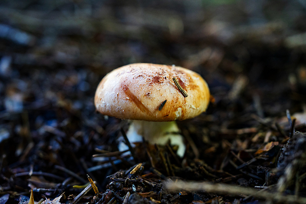 포토 JPG 해외이미지 식물 모자 계절 음식 줄기 잎 자연 사람없음 야외 목재 갈색 환경 버섯 흙 성장 가을 소나무 독약 소프트포커스 숲 유기농 날것 원뿔 내추럴 곰팡이 삼림지대 채식주의자 해외202310 해외포토 도형 나무 웰빙 잡화 컬러 재료 촬영기법 생태계 채식 파일형식