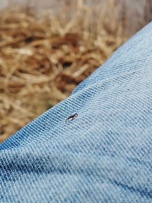 포토 JPG 해외이미지 라이프스타일 옷 계절 곤충 바지 자연 경고 사람 사람없음 여름 걷기 봄 하이킹 청바지 직물 닫기 벌레 보호 숲 위험 작음 질감 조심 허벅지 기생충 해외202310 해외포토 동물 컨셉 모션 하의 레저 생활 신체부위 바이러스 크기 생태계 파일형식