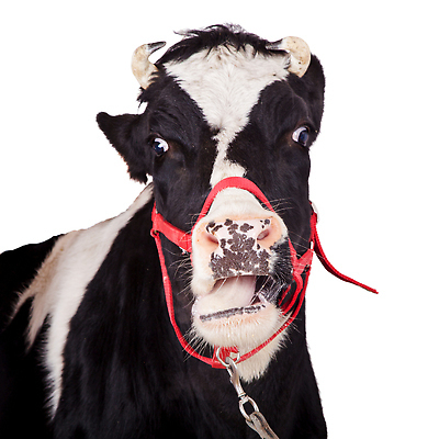 포토 JPG 해외이미지 스튜디오촬영 동물 산업 백그라운드 농업 포유류 실내 육류 서기 사람없음 농장 농경지 달러 검은색 목장 우유 흰색 점 소 흰배경 유기농 황소 코 슛 양자리 내추럴 고립 기르기 돌봄 동물상 밭일 비명 암사슴 인구 천진난만 목가 차단 비건 해외202310 해외포토 웰빙 컬러 컨셉 돈 식재료 모션 사슴 유제품 내부 신체부위 조형물 별자리 암컷 채식주의자 파일형식