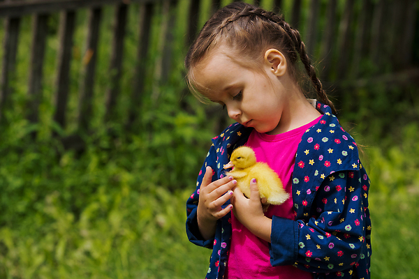 포토 JPG 해외이미지 동물 백인 라이프스타일 손 여자 행복 어린이 백그라운드 컨셉 자연 놀이 조류 오리 한명 미소 야외 초록색 반려동물 뷰티 노란색 정원 표현 잡기 작음 부드러움 조심 솜털 해외202310 해외포토 서양인 1 감정 컬러 모션 표정 사람 생활 신체부위 감각 크기 생태계 파일형식