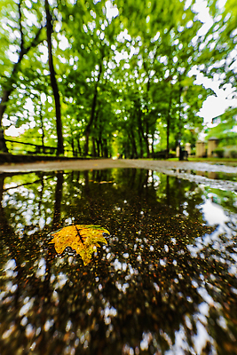 포토 JPG 해외이미지 나무 계절 공원 유럽 길 자연 풍경 사람없음 야외 초록색 물 도시풍경 뷰티 반사 노란색 고요 전원 보행로 숲 웅덩이 시티라이프 폴란드 7월 내추럴 브로츠와프 화창 해외202310 해외포토 자연요소 식물 라이프스타일 공공시설 나라 컬러 날씨 도시 날짜 전기에너지 생태계 파일형식